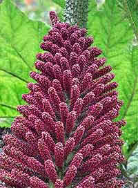 Las Nalcas son flores con hojas de 1,5 metros de diámetro y una flor roja con forma de pepino en el centro. 